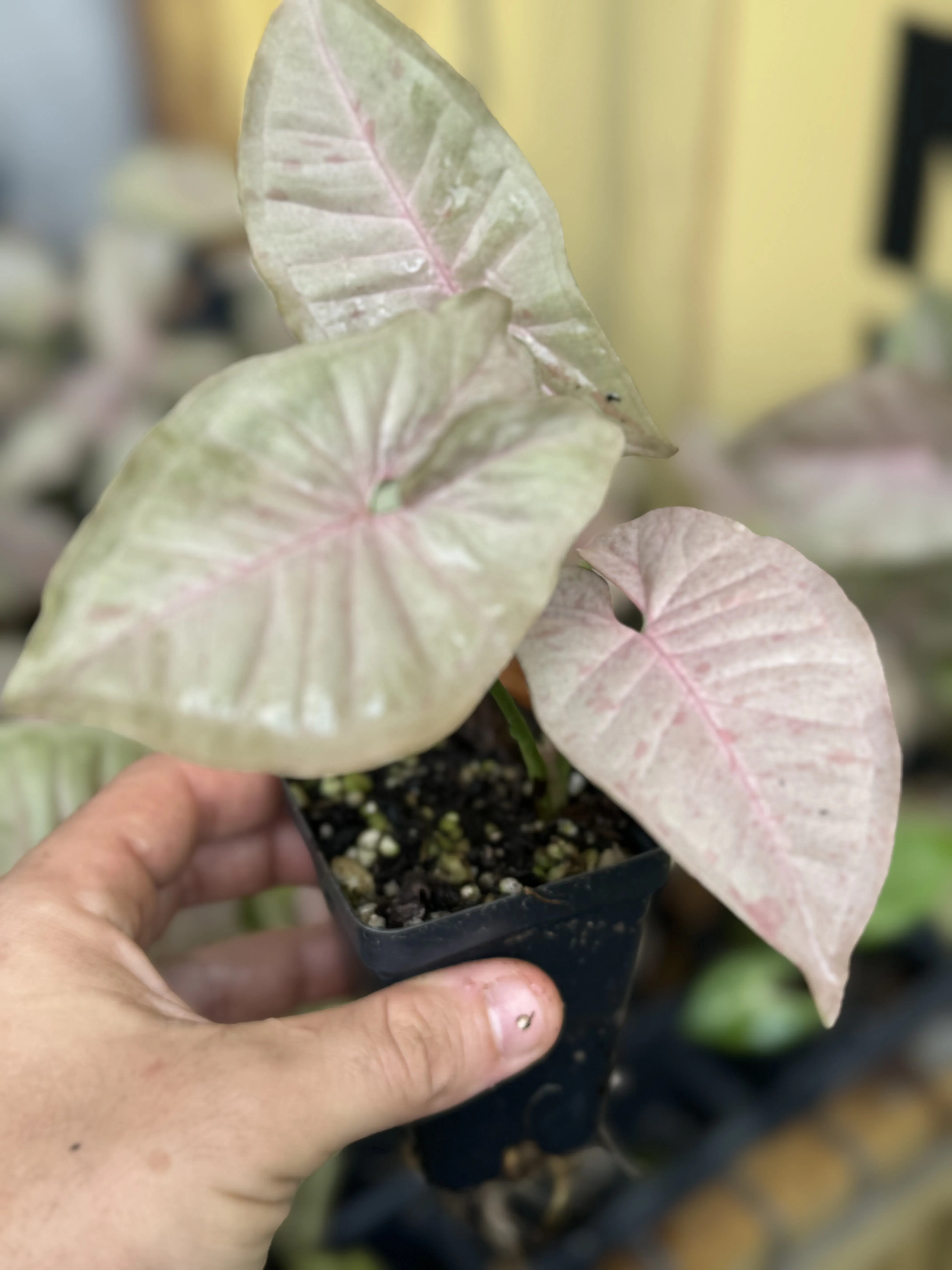 Syngonium Podophyllum "Pink Spot"